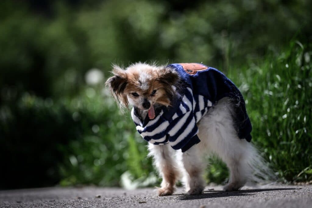 ‘World’s oldest dog’ contender dies in France aged 30
