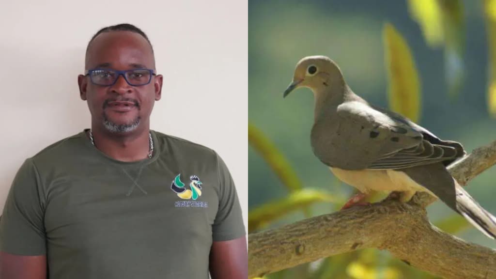 Jamaica’s birds are still recovering; conservationists say hunting can wait