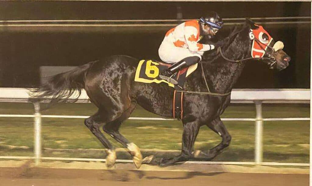 Jamaican riders cash in on North American opportunity as horse numbers decline