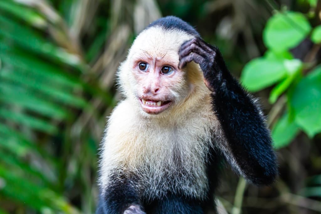 Monkeys on the loose: What could it mean for Jamaica?