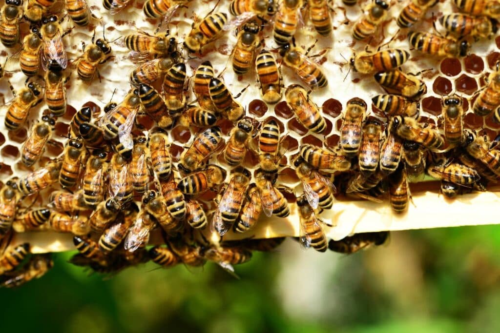 Portland bee farmers lose big after failed April honey flow