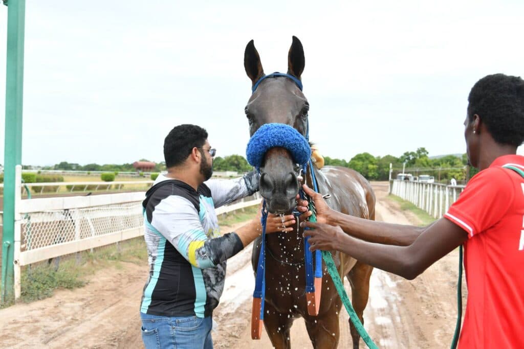 Never Despair makes triumphant return after 16-month layoff