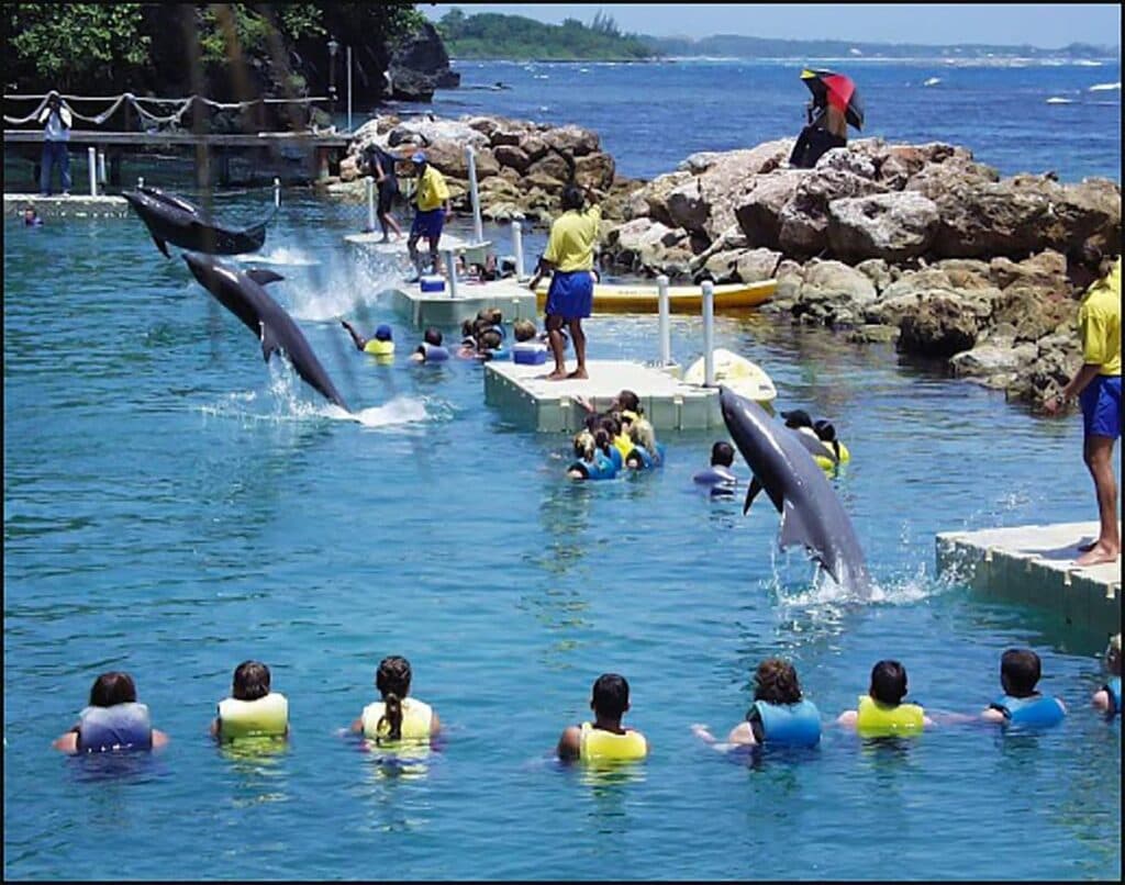 Dolphin Cove clings to profit