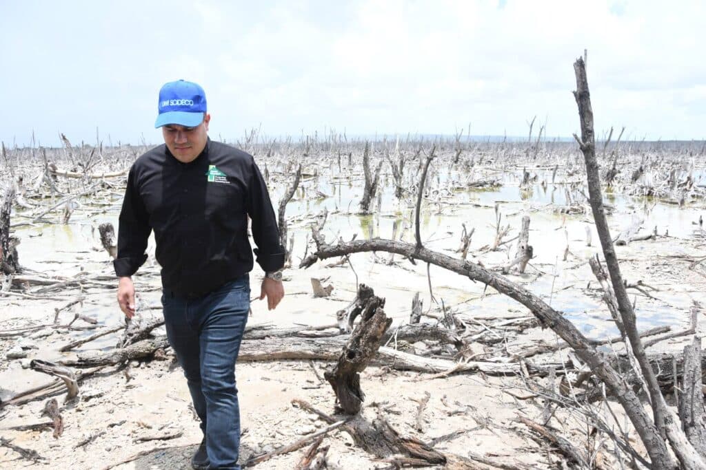 The real mangrove threat
