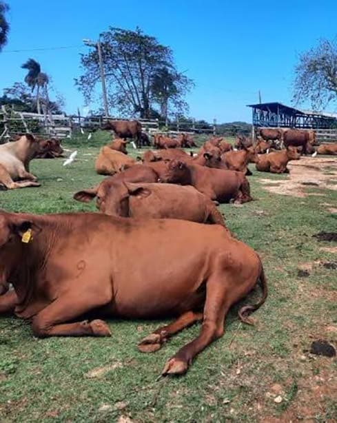 Over $1.6 m worth of stray cattle impounded in St Elizabeth