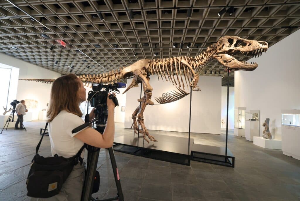 T rex skeleton ‘Gus’ presented in New York ahead of auction