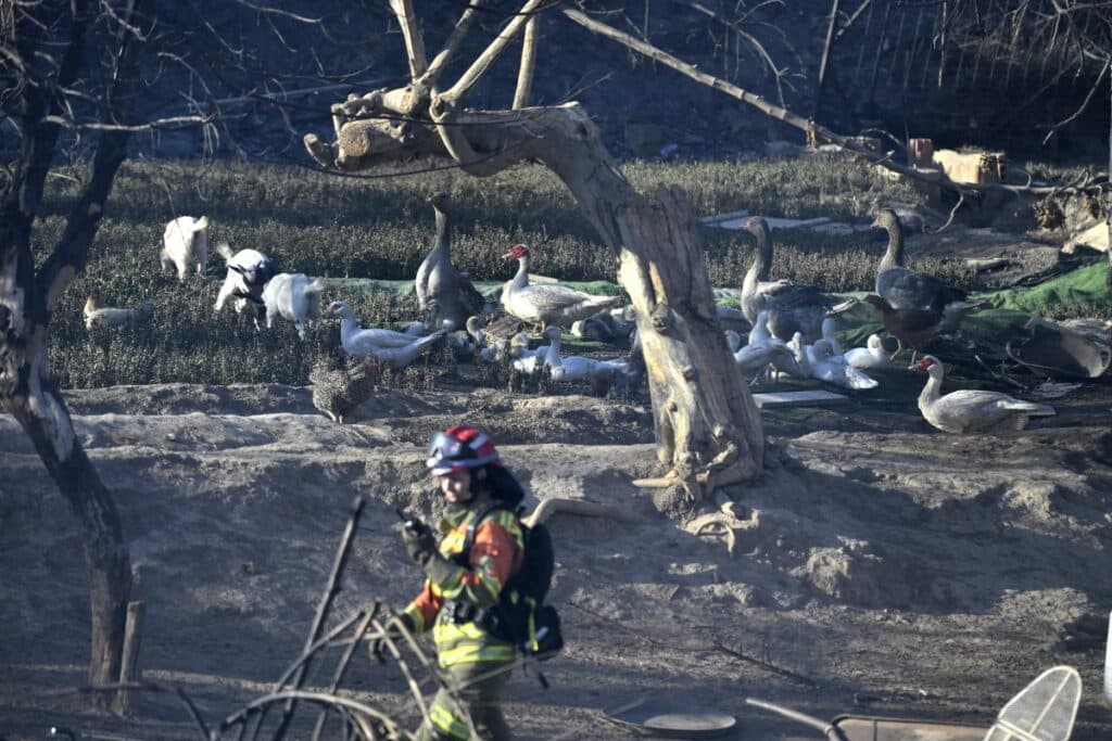 Wildfires send nearly 260,000 fleeing in France and Spain