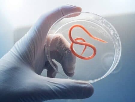 Cayman Islands confirms imported case of cyclosporiasis amid US outbreak