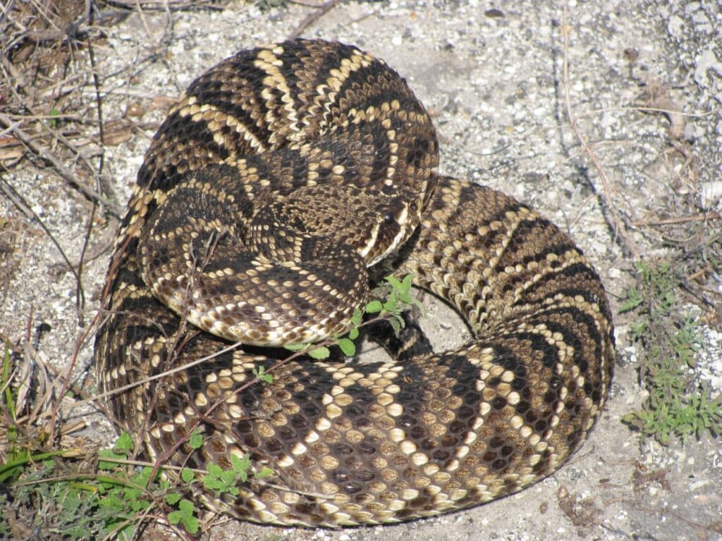 Bermuda imports anti-venom as urgent search underway for rattlesnake loose in country