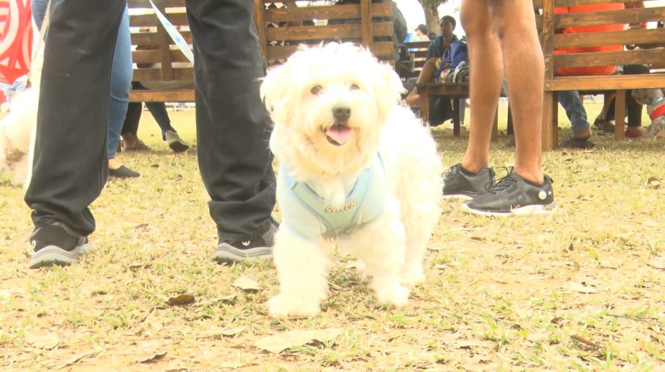 Angostura Promotes Pet Welfare With Dog-Friendly Event