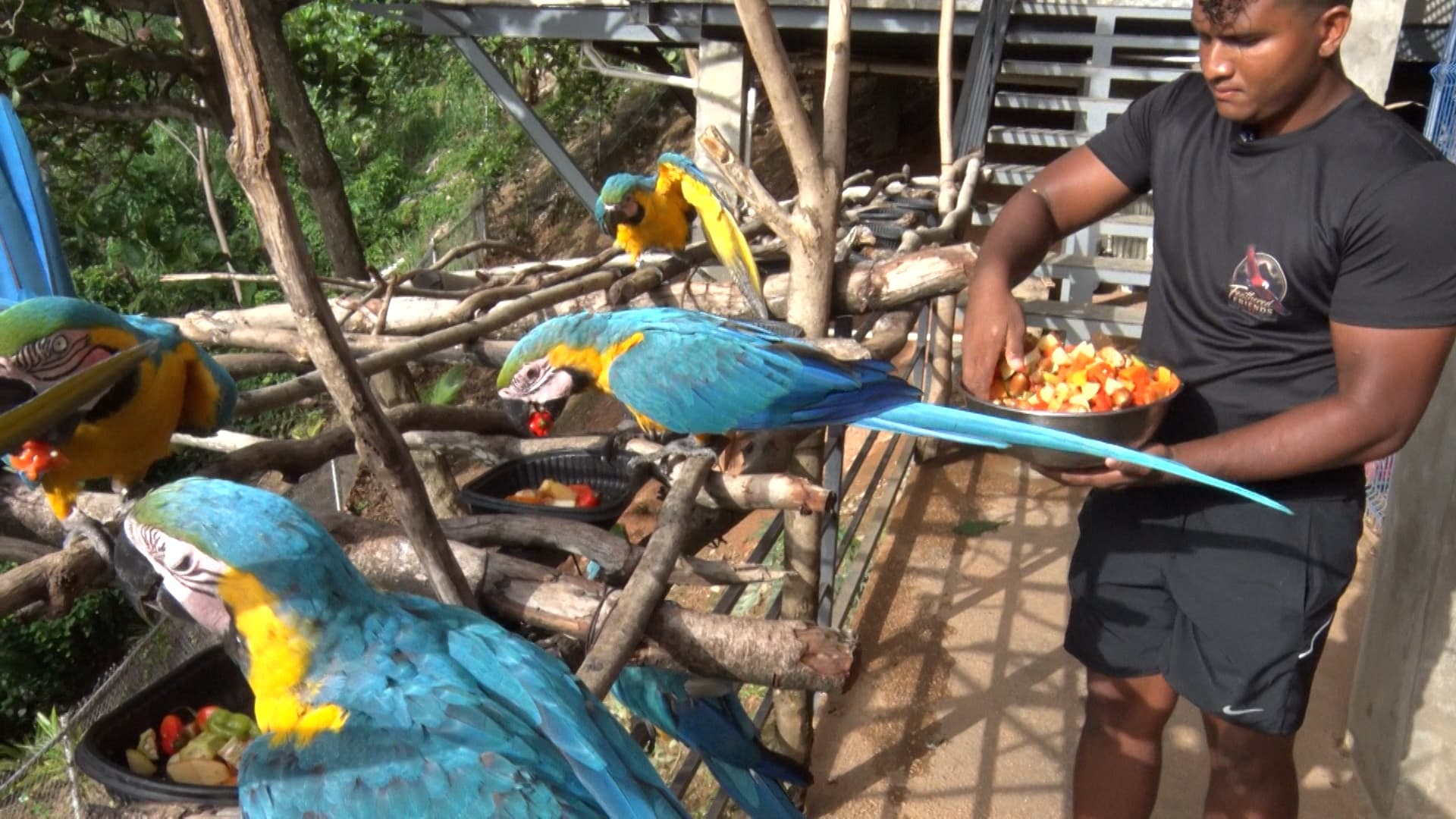Feathered Friends: Giving Macaws And Parrots A Second Chance
