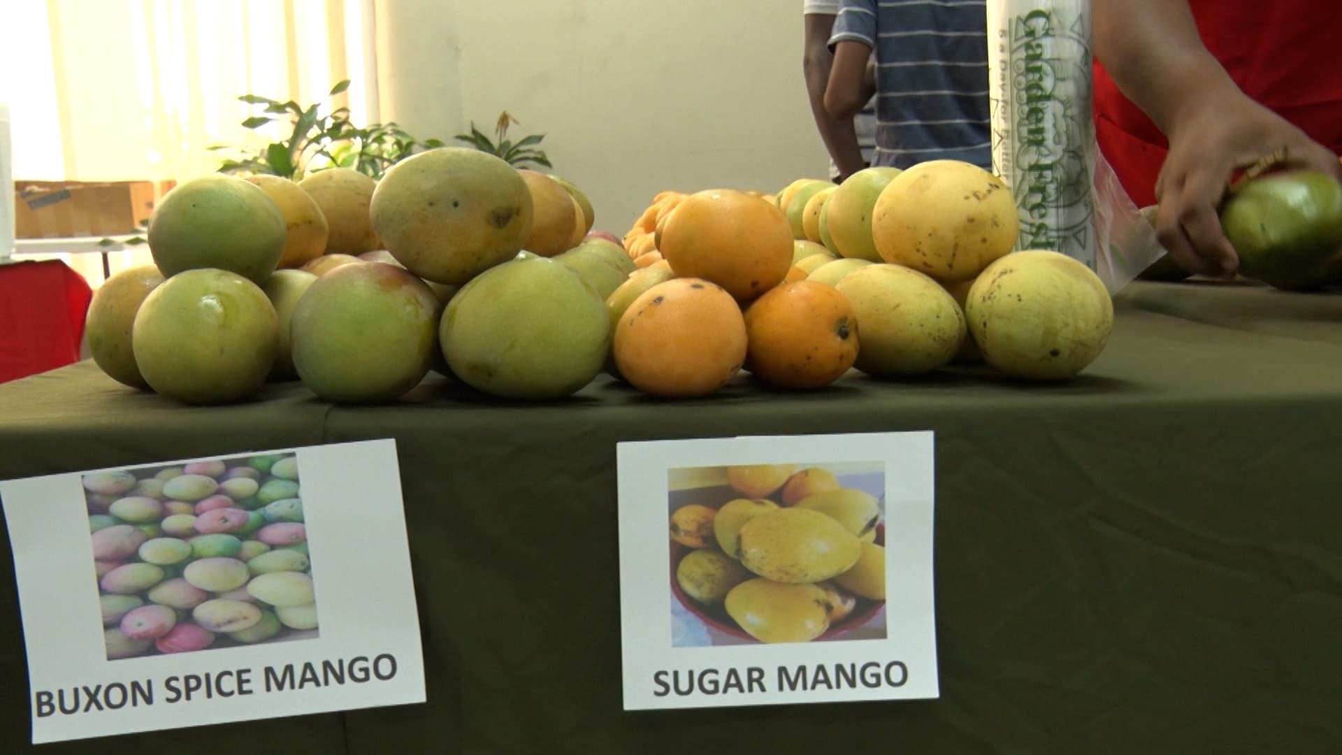 Local Vendors Shine At Mango Melee 2026
