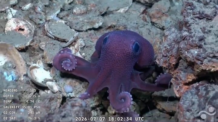 Scientists Discover Possible New Octopus Species In T&T Waters